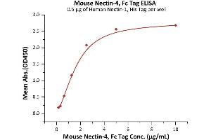 Immobilized Human Nectin-1, His Tag (ABIN2181680,ABIN2181679) at 5 μg/mL (100 μL/well) on an Nickel Coated plate can bind Mouse Nectin-4, Fc Tag (ABIN6973167) with a linear range of 0.