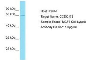 Image no. 1 for anti-Coiled-Coil Domain Containing 173 (CCDC173) (AA 409-458) antibody (ABIN6750753) (CCDC173 anticorps  (AA 409-458))