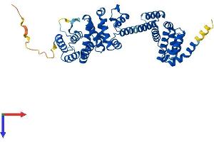 AlphaFold protein structure predicition of Human Recombinant BZW1 Protein, UniprotID Q7L1Q6