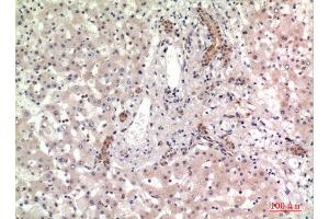 Immunohistochemistry (IHC) analysis of paraffin-embedded Human Liver, antibody was diluted at 1:100. (CD13 anticorps  (Internal Region))