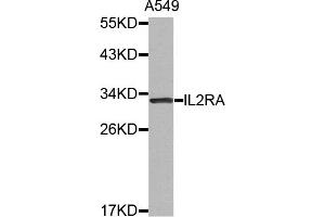 Western blot analysis of extracts of A-549 cells, using IL2RA antibody (ABIN5971534). (CD25 anticorps)