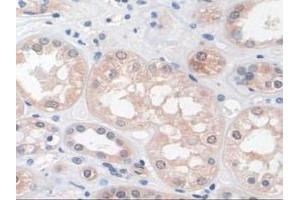 Detection of PLCB1 in Human Kidney Tissue using Polyclonal Antibody to Phospholipase C Beta 1 (PLCB1)