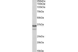 ABIN1781995 (0. (HNRNPA2B1 anticorps  (Internal Region))