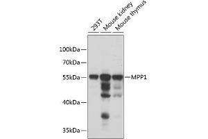 Western blot analysis of extracts of various cell lines, using MPP1 antibody  at 1:1000 dilution. (MPP1 anticorps  (AA 1-270))