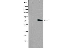 Western blot analysis of extracts from K562 cells, using RXFP3 antibody. (Relaxin 3 Receptor 1 anticorps  (Internal Region))