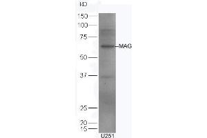 U251 lysates probed with Rabbit Anti-MAG Polyclonal Antibody, Unconjugated (ABIN726920) at 1:300 overnight at 4 °C. (MAG anticorps  (AA 501-582))
