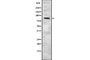 Western blot analysis SEMA3F using COLO205 whole cell lysates (SEMA3F anticorps  (C-Term))