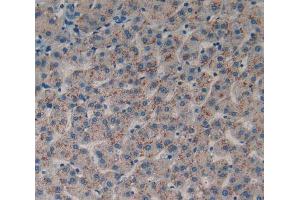 IHC-P analysis of liver tissue, with DAB staining. (DDR1 anticorps  (AA 568-829))