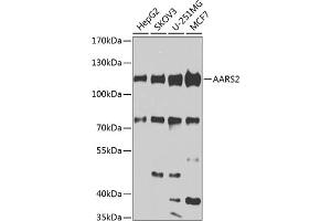 Western blot analysis of extracts of various cell lines, using  antibody (ABIN6131161, ABIN6136324, ABIN6136325 and ABIN6223795) at 1:1000 dilution.