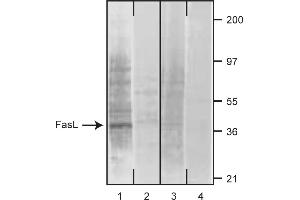 Western Blotting (WB) image for anti-Fas Ligand (TNF Superfamily, Member 6) (FASL) antibody (ABIN1176953) (FASL anticorps)