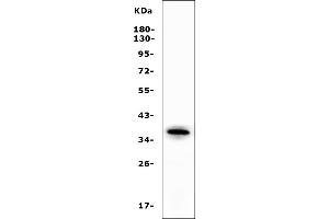 Western blot analysis of APOL1 using anti-APOL1 antibody (ABIN7600725).