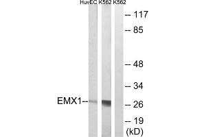 Western blot analysis of extracts from HuvEc and K562 cells, using EMX1 antibody. (EMX1 anticorps  (C-Term))