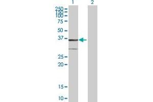 Western Blot analysis of BDH1 expression in transfected 293T cell line by BDH1 MaxPab polyclonal antibody.