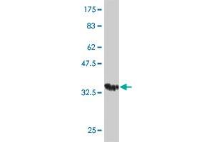 Western Blot detection against Immunogen (35.