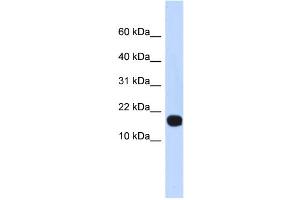 WB Suggested Anti-ID4 Antibody Titration:  0. (ID4 anticorps  (Middle Region))