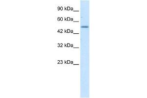 Western Blot showing ZNF683 antibody used at a concentration of 1-2 ug/ml to detect its target protein. (ZNF683 anticorps  (N-Term))