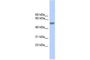 CDR2L antibody used at 0. (CDR2L anticorps  (N-Term))