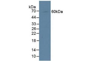 Western blot analysis of Human Raji Cells. (CENPI anticorps  (AA 292-528))