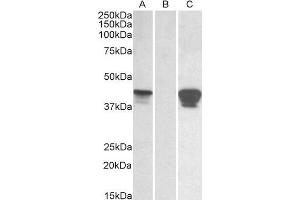 HEK293 lysate (10 µg protein in RIPA buffer) overexpressing Human SLAMF8 with C-terminal MYC tag probed with ABIN1590096 (0. (SLAMF8 anticorps  (C-Term))