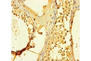 Immunohistochemistry of paraffin-embedded human testis tissue using ABIN7170528 at dilution of 1:100 (SPATS1 anticorps  (AA 1-300))