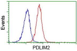 Flow Cytometry (FACS) image for anti-PDZ and LIM Domain 2 (PDLIM2) antibody (ABIN1500129) (PDLIM2 anticorps)
