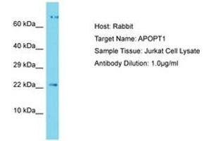 Image no. 1 for anti-Apoptogenic 1, Mitochondrial (APOPT1) (C-Term) antibody (ABIN6750485) (APOPT1 anticorps  (C-Term))