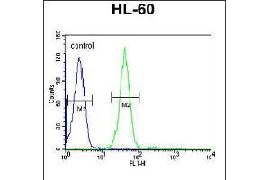 Flow cytometric analysis of HL-60 cells (right histogram) compared to a negative control cell (left histogram). (Gastrin-Releasing Peptide anticorps  (AA 123-152))