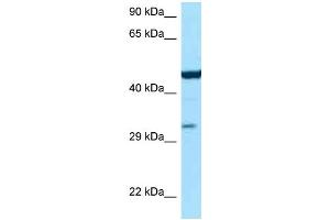 WB Suggested Anti-Asl Antibody Titration: 1. (ASL anticorps  (C-Term))