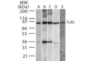 TLR5 Western Blot. (TLR5 anticorps)