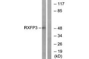 Western blot analysis of extracts from K562 cells, using RXFP3 Antibody. (Relaxin 3 Receptor 1 anticorps  (AA 161-210))