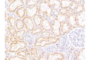 ABIN302162 (5µg/ml) staining of paraffin embedded Human Kidney.