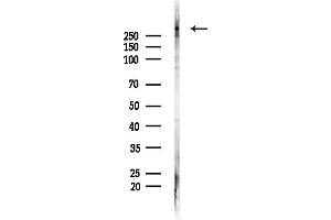 Western blot analysis of lysates from Hela cells(heat-shock,45 min treatment), using MUC5B Antibody at 1/1000 dilution.