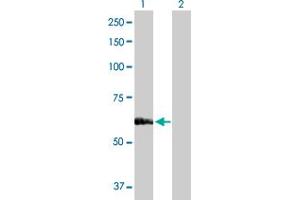 Western Blot analysis of SARS expression in transfected 293T cell line by SARS MaxPab polyclonal antibody. (Seryl-tRNA Synthetase (SARS) (AA 1-514) anticorps)