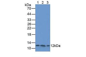 Figure. (TXN anticorps  (AA 1-105))