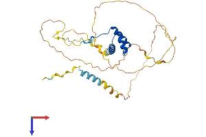 AlphaFold protein structure predicition of Mouse Recombinant Nkx2-5 Protein, UniprotID P42582