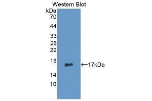 Detection of Recombinant MMP3, Human using Monoclonal Antibody to Matrix Metalloproteinase 3 (MMP3) (MMP3 anticorps  (AA 363-477))