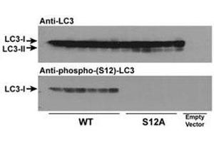 Wild type LC3 and LC3 S12A mutant vectors were transfected into CHO cells and tested with phospho-LC3C antibody (S12A = replacement of the amino acid position 12 serine of LC3 with alanine). (LC3C anticorps  (pSer12))