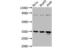 Western Blot Positive WB detected in: Hela whole cell lysate, HepG2 whole cell lysate, A549 whole cell lysate All lanes: PURA antibody at 4. (PURA anticorps  (AA 50-296))