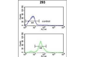 TSN12 Antibody (C-term) (ABIN652637 and ABIN2842427) flow cytometric analysis of 293 cells (bottom histogram) comred to a negative control cell (top histogram).