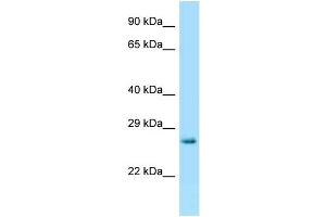 WB Suggested Anti-Hprt Antibody Titration: 1. (HPRT1 anticorps  (C-Term))