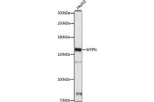 Western blot analysis of extracts of HepG2 cells, using MYPN antibody (ABIN7268742) at 1:1000 dilution. (Myopalladin anticorps  (AA 1-250))