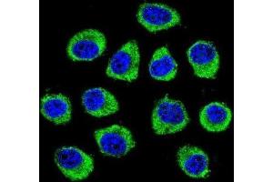 Immunofluorescence (IF) image for anti-Cornichon Homolog 2 (CNIH2) antibody (ABIN2996238) (CNIH2 anticorps)