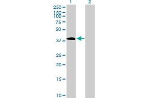 Western Blot analysis of TRIB2 expression in transfected 293T cell line by TRIB2 MaxPab polyclonal antibody. (TRIB2 anticorps  (AA 1-343))