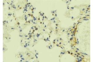 ABIN6273844 at 1/100 staining Mouse lung tissue by IHC-P. (S1PR5 anticorps  (C-Term))