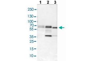 Western blot analysis of Lane 1: NIH/3T3 cell lysate, Lane 2: NBT-II cell lysate, and Lane 3: PC-12 cell lysate with PDCD4 polyclonal antibody . (PDCD4 anticorps  (AA 230-330))
