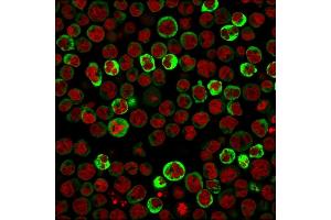 Immunofluorescent staining of paraformaldehyde-Raji cells using Laminin Receptor Monospecific Mouse Monoclonal Antibody (RPSA/2699) followed by goat anti-Mouse IgG conjugated to CF488 (green).