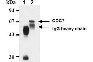 Western Blotting (WB) image for anti-Cell Division Cycle 7 (CDC7) antibody (ABIN487481) (CDC7 anticorps)