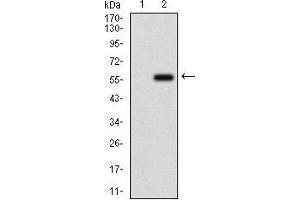 Western blot analysis using GPNMB mAb against HEK293 (1) and GPNMB (AA: 31-260)-hIgGFc transfected HEK293 (2) cell lysate.