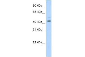 WB Suggested Anti-TSG101 Antibody Titration:  1.