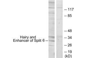 Western blot analysis of extracts from HeLa cells, using HES6 antibody. (HES6 anticorps  (N-Term))